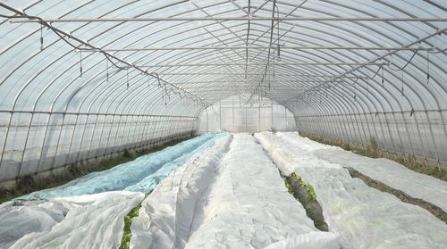 寒潮来袭 上海各蔬菜基地积极御寒确保 菜篮子 稳定