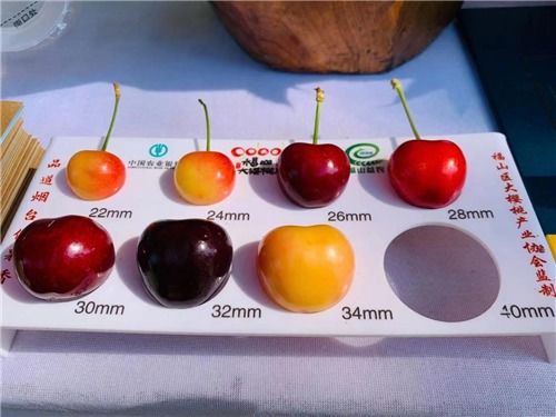 仙品果蔬专业合作社 优质水果的绿色家园