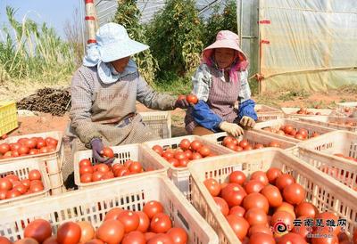 戌街乡 春耕好时节 蔬果齐飘香 蔬果专业合作社助力乡村振兴