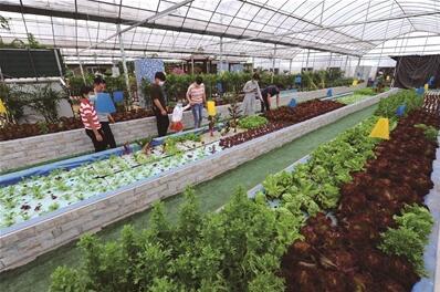 农业创新 '鱼菜共生'蔬果专业合作社的绿色实践