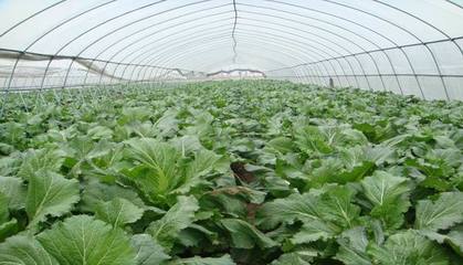 黄泽蔬菜专业合作社 精细化管理与安全控制双轮驱动