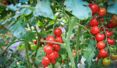 品黄潭米粉，拾竟陵文化 魅力黄潭蔬果专业合作社打卡之旅