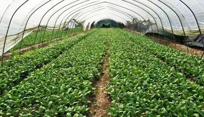 重磅！崇明12家蔬果专业合作社获评2018年国家农民合作社示范社