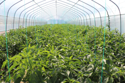 冷链暖农心 湖南着力解决果蔬出村进城“最初一公里”