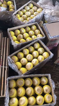 乐亭甜瓜采摘正酣 海民果蔬专业合作社代办服务助力农产品热销