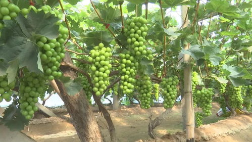 辛集 蔬果专业合作社培育特色产业，助力乡亲“钱袋子”越来越鼓