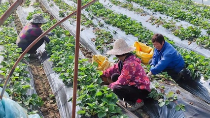 安徽定远 引来金融“活水” 浇灌万亩良田 蔬果专业合作社