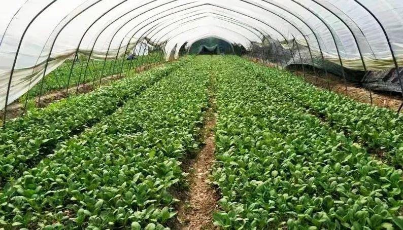 重磅！崇明12家蔬果专业合作社获评2018年国家农民合作社示范社