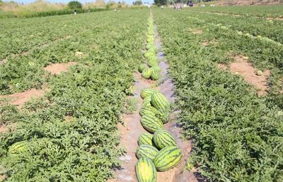 一三〇团六连 西瓜开园幸福来，蔬果专业合作社引领致富路