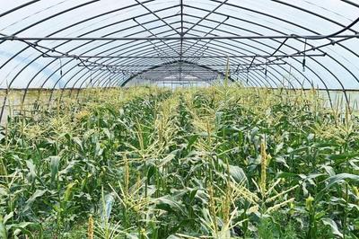 比西瓜还甜的玉米提前上市！蔬果专业合作社迎来丰收季