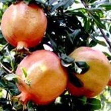 上海晶羽蔬果专业合作社 助力现代农业发展的典范