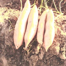 清苑县宏润果蔬专业合作社 打造优质蔬果，助力乡村振兴