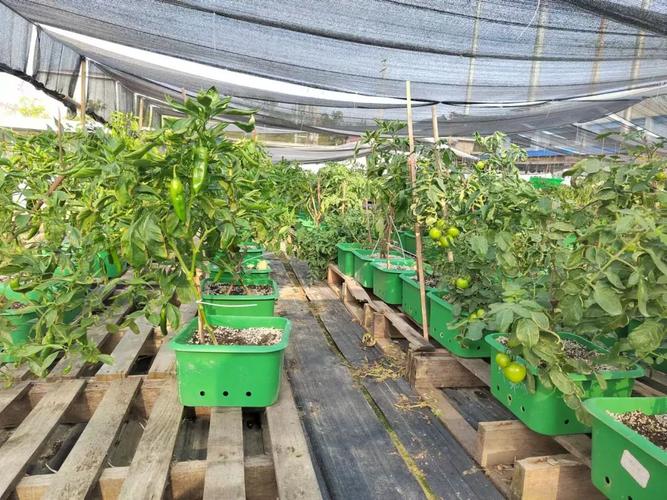 丰益菜肥施一施，田间硕果挂满枝——蔬果专业合作社的绿色实践与丰产秘诀