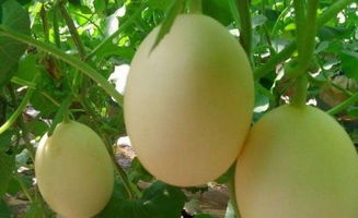 果蔬观光采摘,河北伊丽莎白甜瓜,唐山生态采摘园,唐山素食餐厅,红肉雪梨采摘,价格,批发 供应 厂家 唐山市路北区亚栋果蔬农民专业合作社 一大把