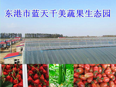 蔬果专业合作社 新农村商网中的商户库新力量