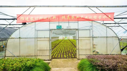 跑出乡村振兴“加速度”——“春昌蔬果”生态循环种植助力党建引领下的乡村振兴道路