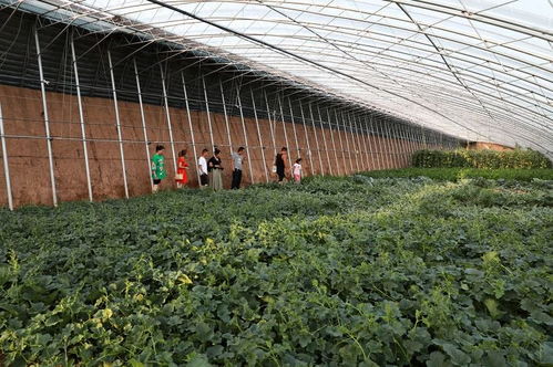 图话孝义 健康营养有机果蔬喜获丰收，蔬果专业合作社谱写致富新篇