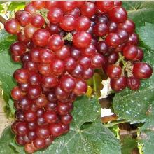 栖霞市文远果蔬专业合作社 打造绿色产业链，助力乡村振兴