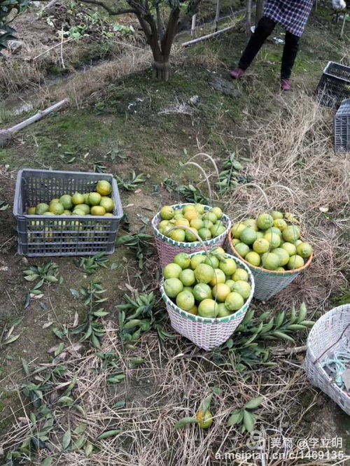 乐清清江上埠头 金秋柑香满园，专业合作社引领致富路