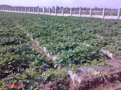 西安恒绿蔬果专业合作社 绿色农业的领跑者与乡村振兴的实践者