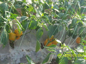 供应优质五彩椒 – 产品展示