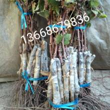 金乡县凯胜果蔬专业合作社 高品质蔬果供应之选