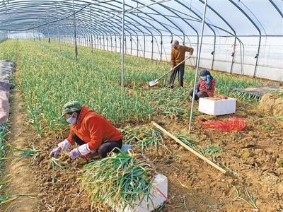 宝鸡陈仓区 防疫生产两不误 春播春管促增收——蔬果专业合作社成主力